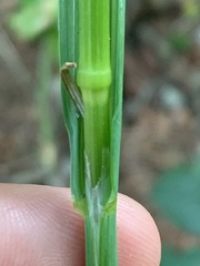 Bromus sitchensis sitchensis