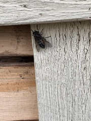 Hybomitra bimaculata