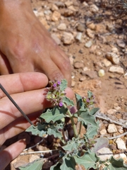 Acleisanthes chenopodioides