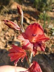 Gladiolus guthriei