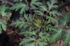 Phacelia bipinnatifida