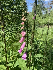 Digitalis purpurea