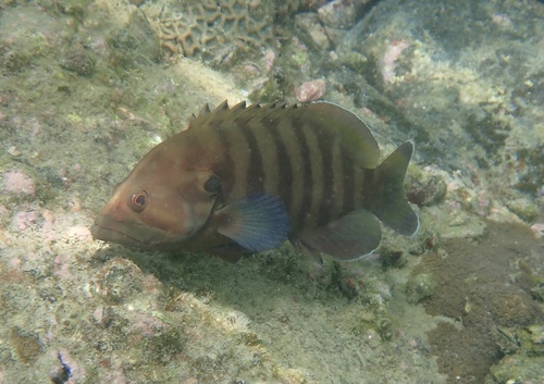 Chocolate Grouper