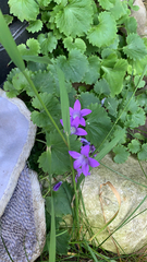 Campanula patula