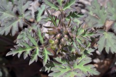 Phacelia bipinnatifida