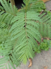 Jacaranda mimosifolia