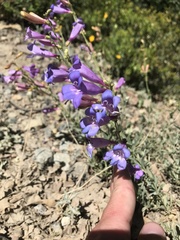 Penstemon azureus