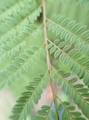 Jacaranda mimosifolia