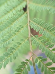 Jacaranda mimosifolia