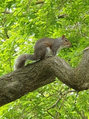 Sciurus carolinensis