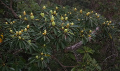 Machilus