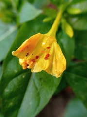 Mirabilis jalapa