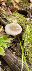 Lentinus substrictus