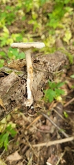 Lentinus substrictus