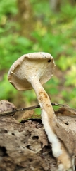 Lentinus substrictus