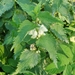 White Deadnettle - Photo (c) adrija_balt, some rights reserved (CC BY-NC)