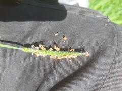 Alopecurus geniculatus