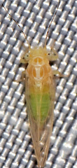 Cacopsylla annulata