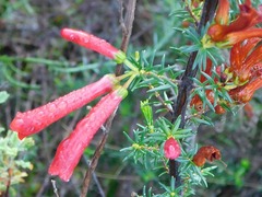 Scarlet Heath (Erica cruenta)