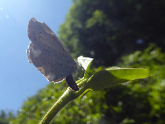 Celastrina argiolus