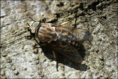 Tabanus autumnalis