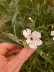 Silene uniflora