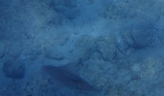 Sepioteuthis lessoniana