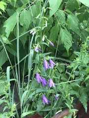 Campanula rapunculoides