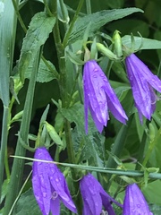 Campanula rapunculoides