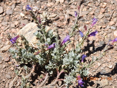 Penstemon californicus
