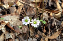 Hepatica acutiloba