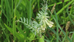 Vicia pannonica
