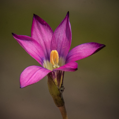 Romulea camerooniana