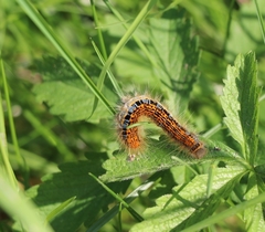 Malacosoma castrense