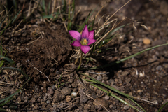 Romulea camerooniana