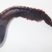 Arenicola cristata - Photo 由 Kent Miller 所上傳的 (c) Kent Miller，保留部份權利CC BY-ND