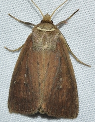 Lenisa geminipuncta