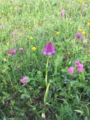 Anacamptis pyramidalis