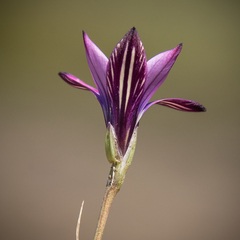 Romulea camerooniana