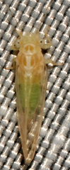 Cacopsylla annulata