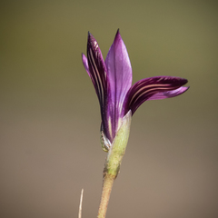 Romulea camerooniana