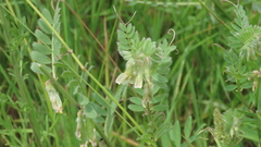 Vicia pannonica