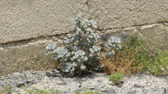 Forsskaolea tenacissima