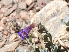 Penstemon californicus