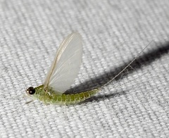 Callibaetis floridanus