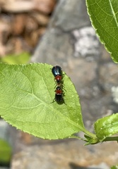 Collops tricolor