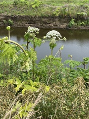Heracleum mantegazzianum