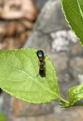 Collops tricolor