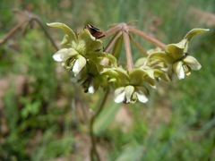 Asclepias elata