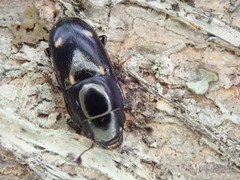 Glischrochilus siepmanni